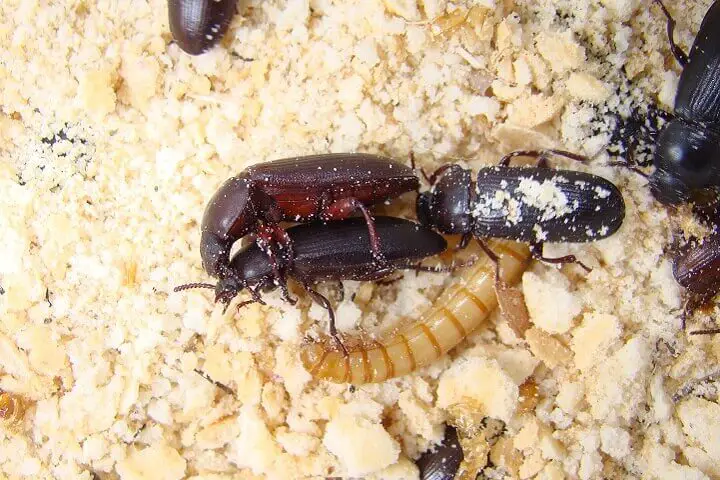 Mealworm Life Stages