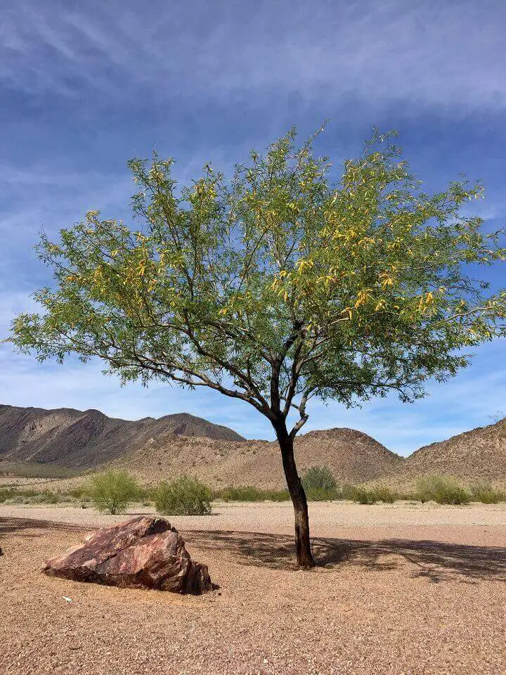 Mesquite Tree in Desert