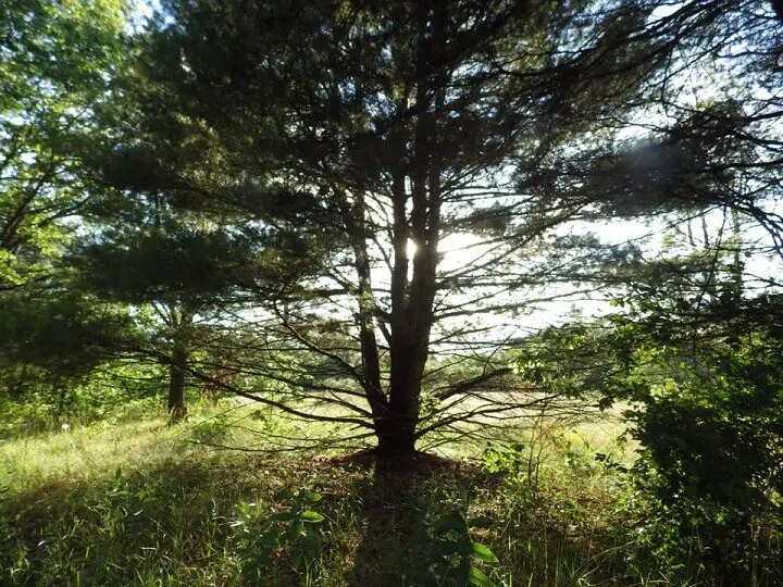 Midevening Pine