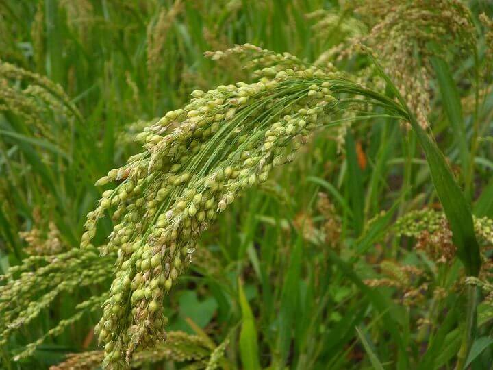 Millet Plants