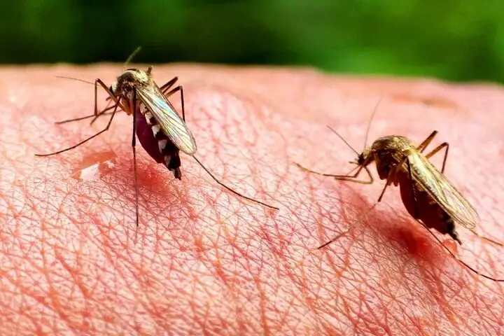 Mosquitoes Biting Skin