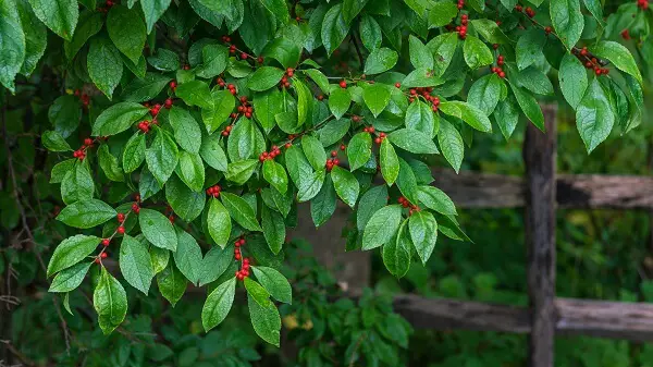 Mountain Holly | Trees Every Prepper Should Know