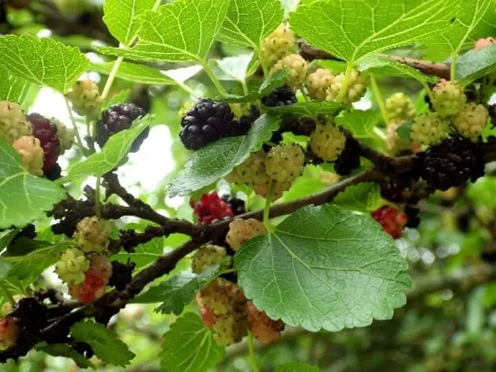 Mulberries On The Tree