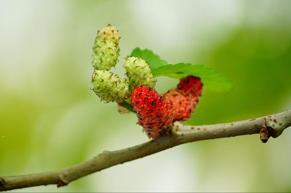 Mulberries Red Fruit Berry