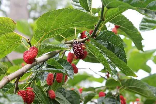 Mulberry Tree | Trees Every Prepper Should Know