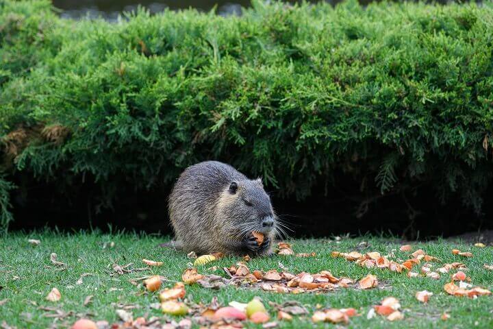 Muskrat in a Park