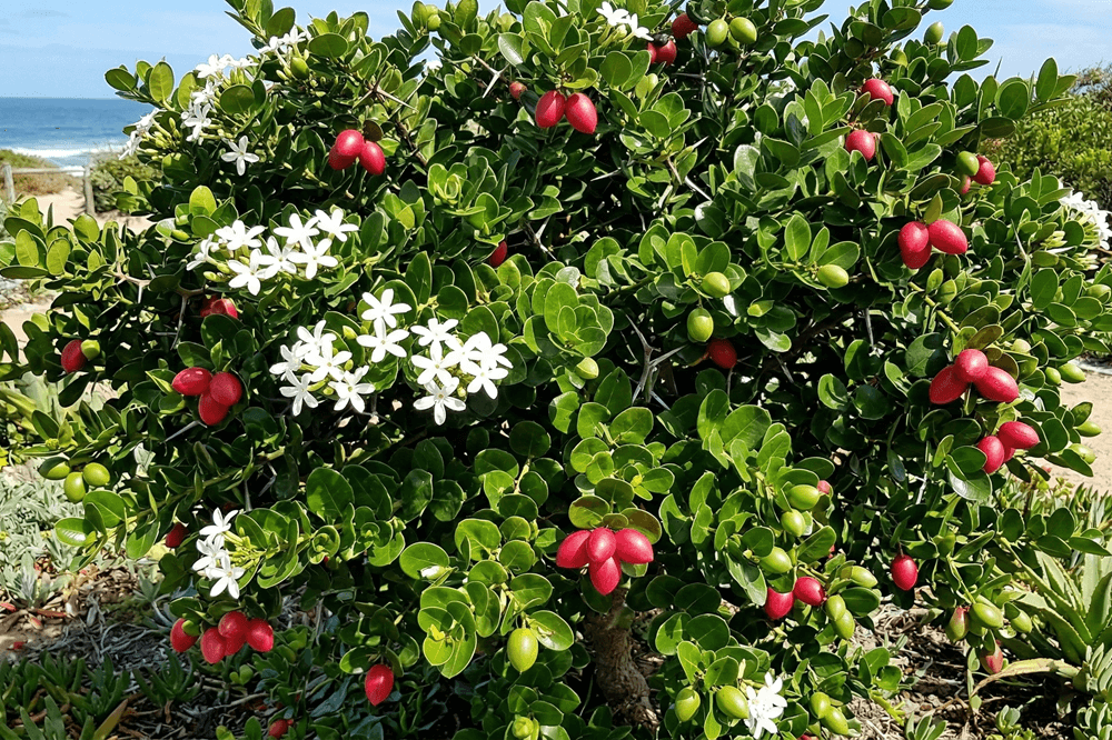 Natal Plum Tree