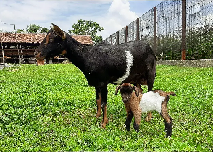 Nigerian Dwarf Goat and Kid
