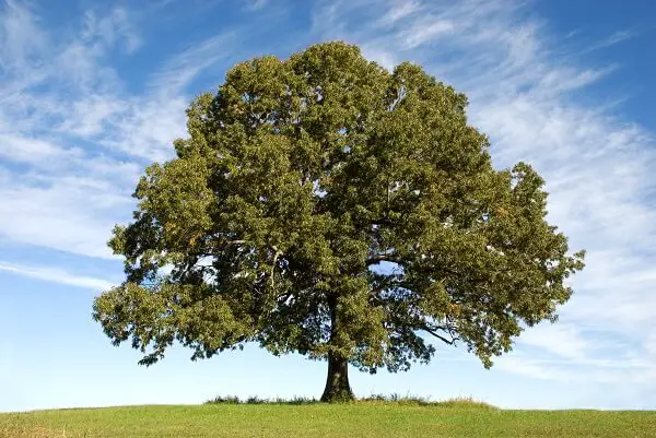 Oak Tree | Trees Every Prepper Should Know
