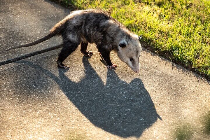Opossum on a Sidewalk