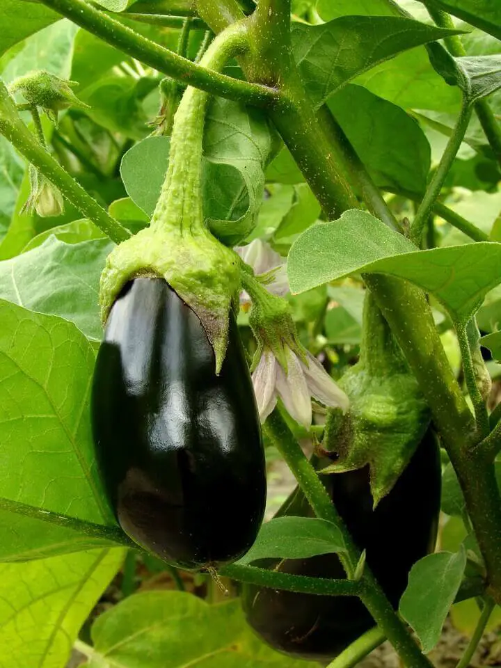 Organic Eggplant Fruit On Vine
