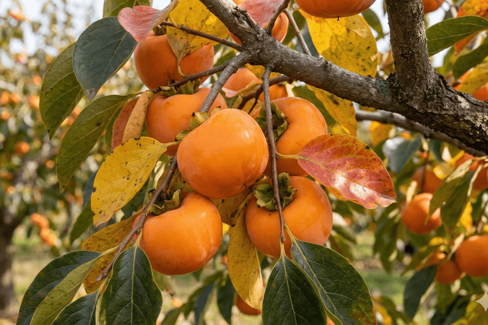 Oriental Persimmons on Branch