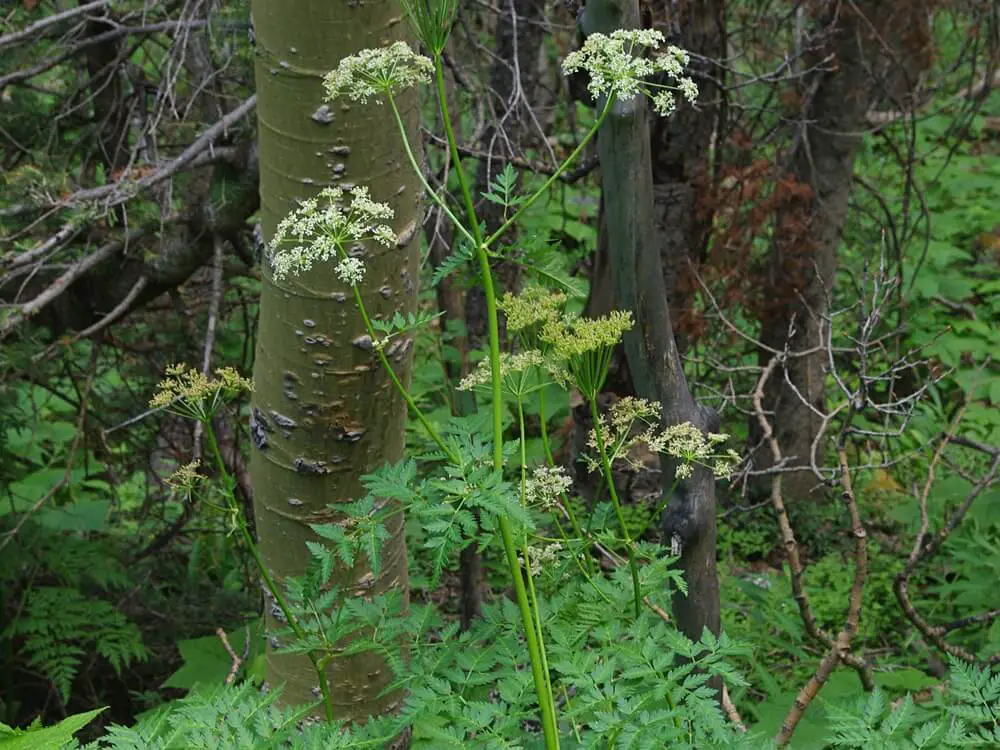 Osha Root (Ligusticum porteri)