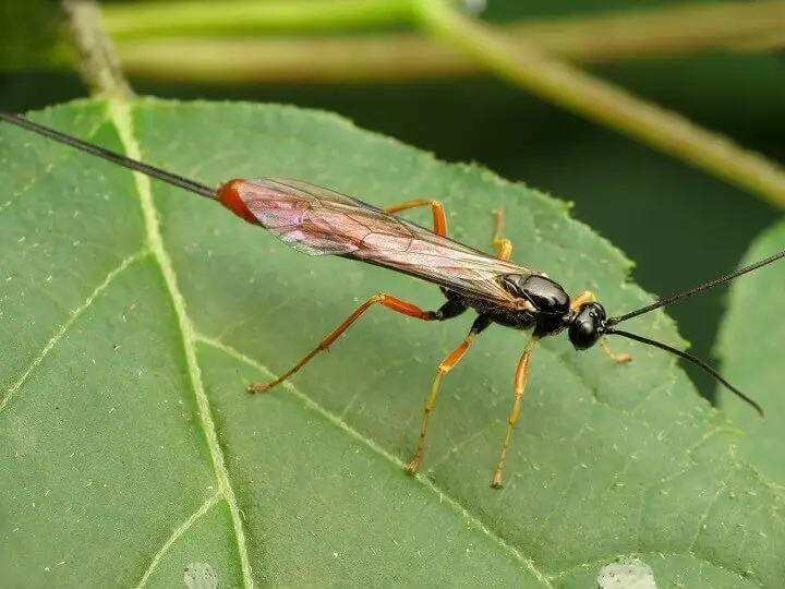 Parasitic Wasp on Leaf