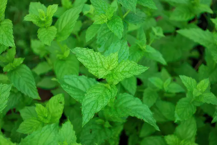 Peppermint Leaves