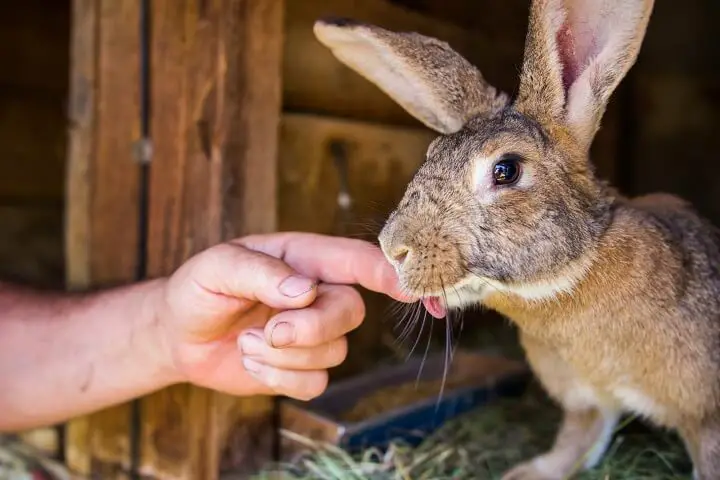 Petting a Meat Rabbit