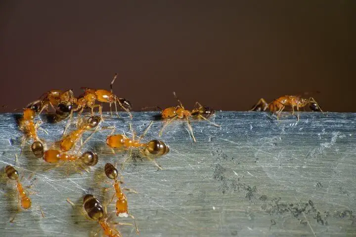 Pharaoh Ants
