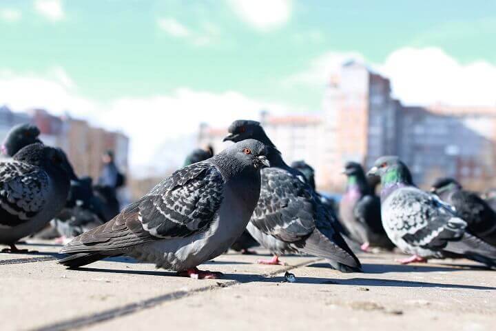 Pigeons in the City