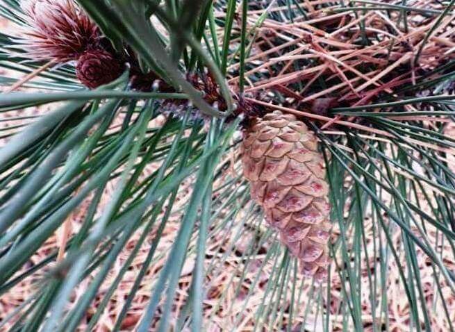 Pine Cone on Tree