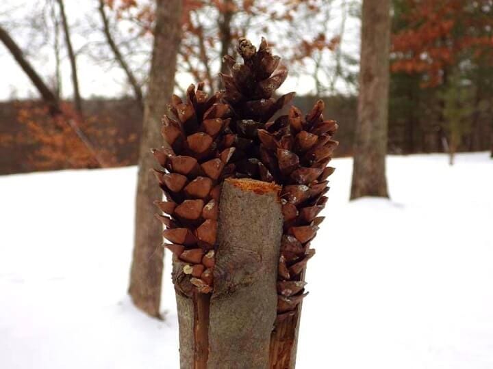 Pine Cone Torch Assembly
