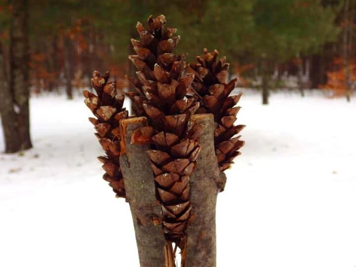 Pine Cone Torch 