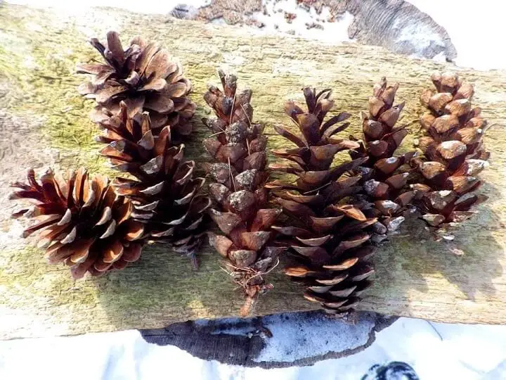 Pine Cones On Bark