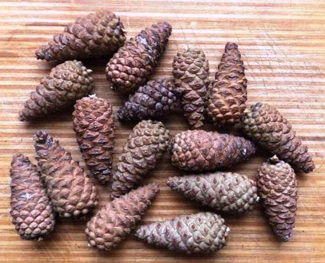 Pine Cones on Table