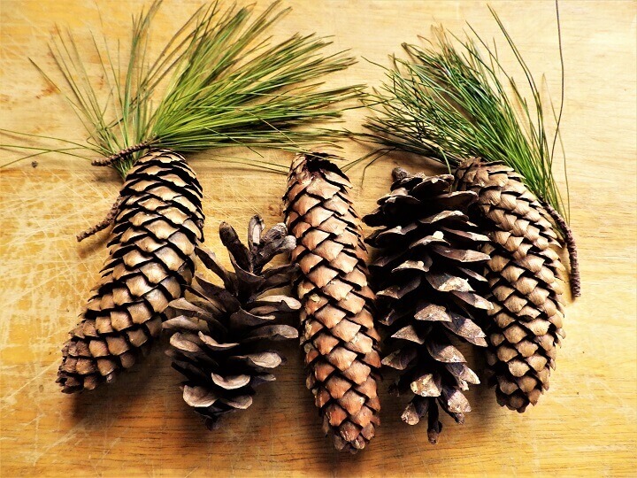 Pine Cones