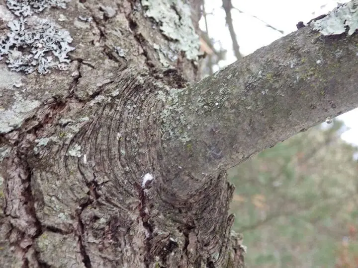 Pine Knots On The Tree
