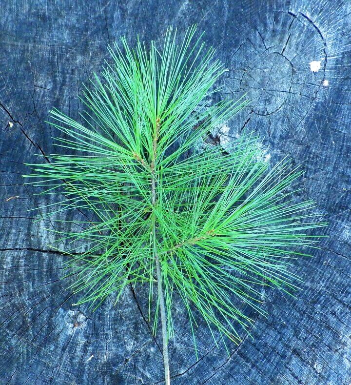 Pine Needles