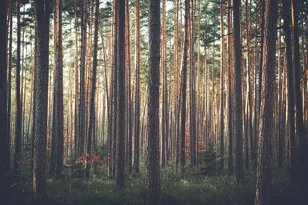 Pine Trees | Trees Every Prepper Should Know