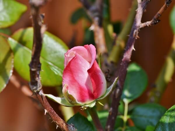Rose | Best Plants for Home Security