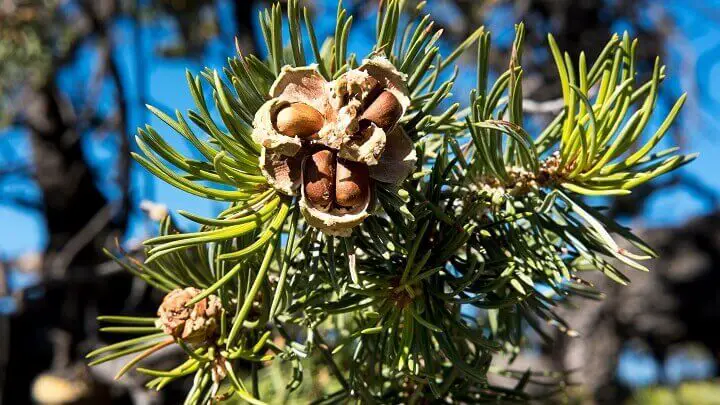 Pinon Pine Nuts