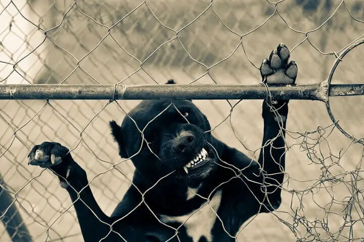 Pitbull Behind a Fence