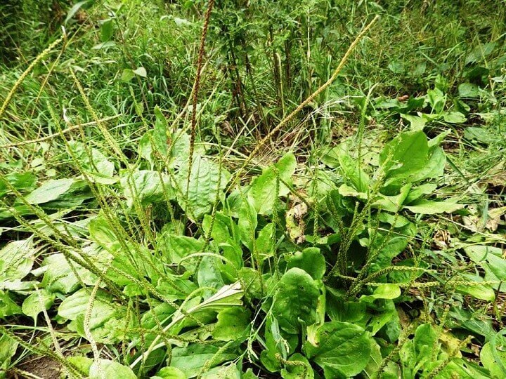 Plantain Weed