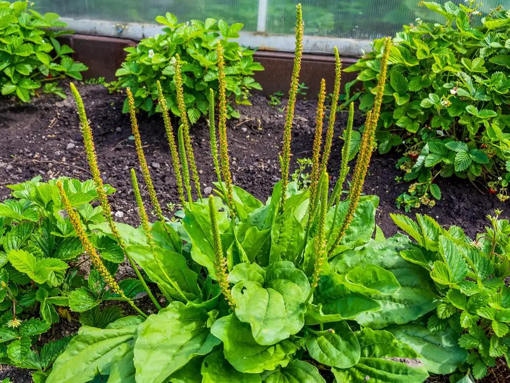 Plantain (Plantago major & P. lanceolata)