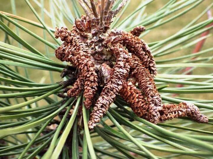 Pollen Bearing Cones