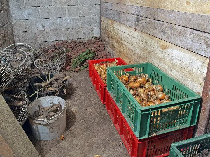 Potatoes and Onions in a Small Root Cellar
