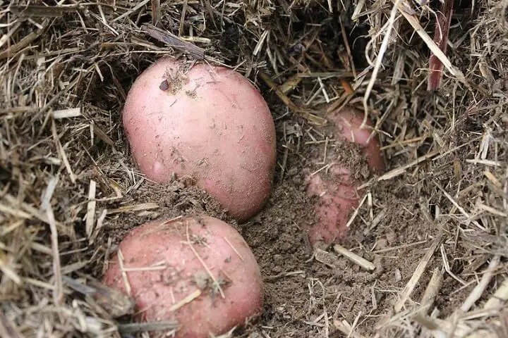 Potatoes In Dirt