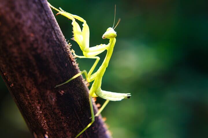 Praying Mantis on Wood