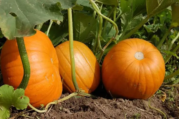 Pumpkin Plants