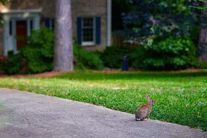 Rabbit on a Driveway