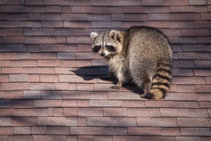 Raccoon on a Roof