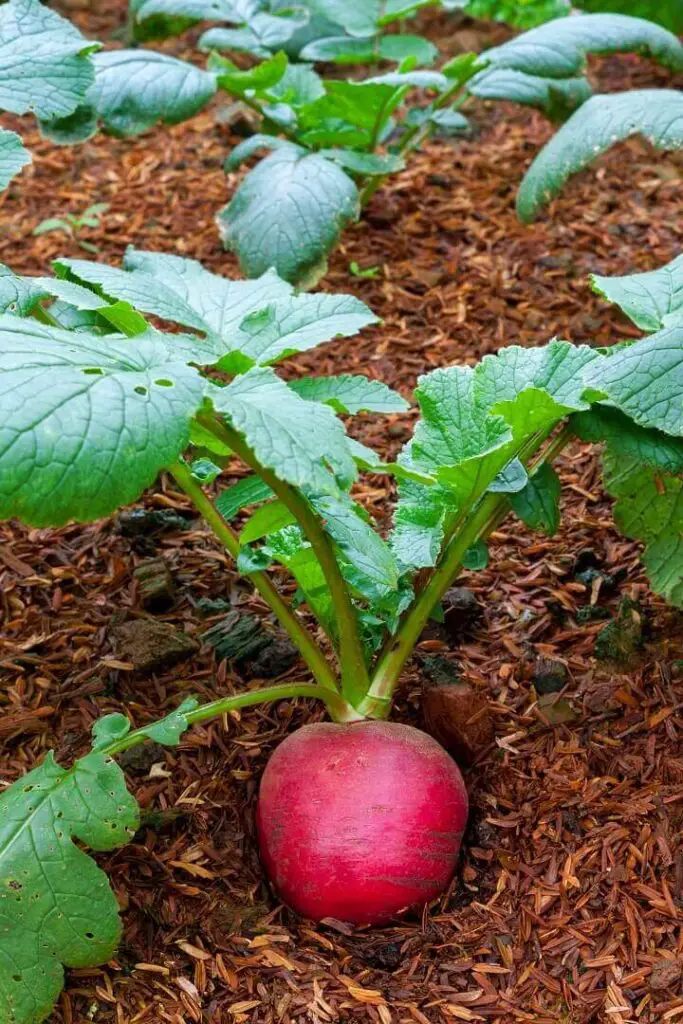 Radish Plant on the Ground