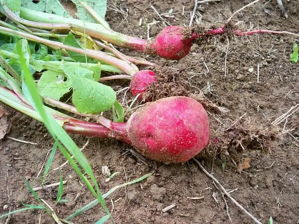 Radishes in the Dirt