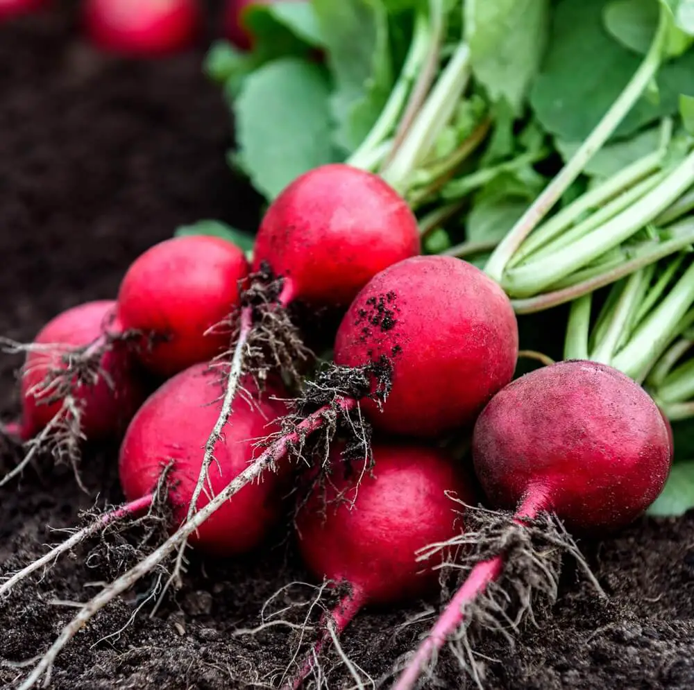 Radishes Harvested Before Succession Planting
