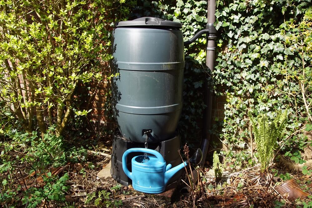 Rain Barrel in Gardener