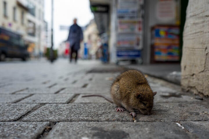 Rat on a Street