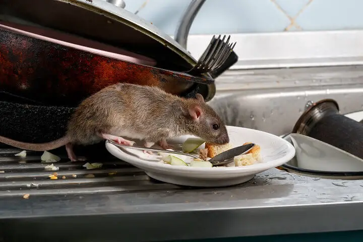Rat Sniffing Leftovers