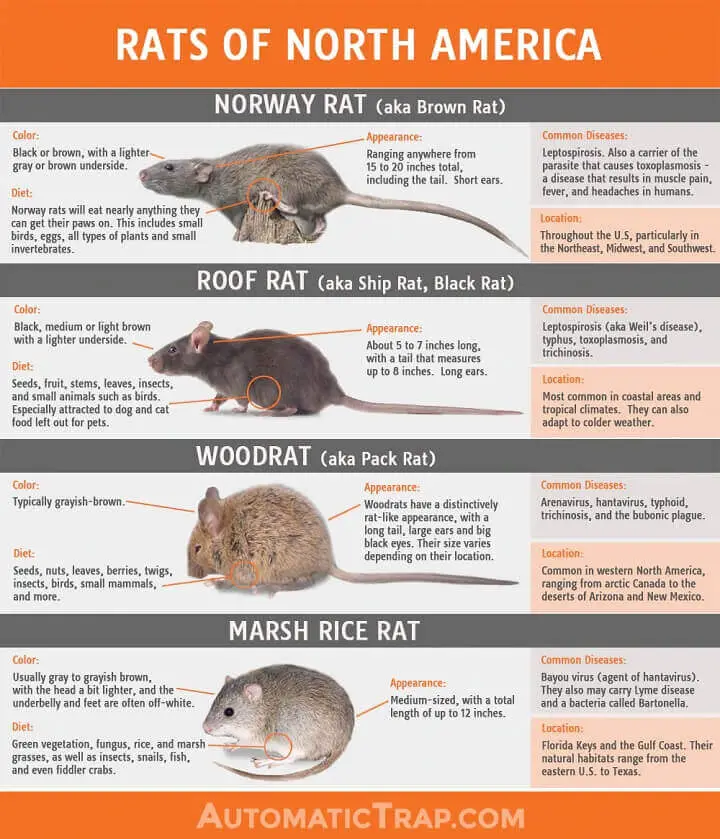 Rats of North America Graphic